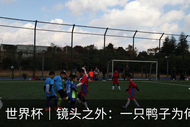 世界杯｜镜头之外：一只鸭子为何火遍世界杯？
